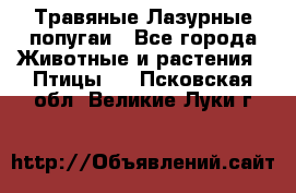 Травяные Лазурные попугаи - Все города Животные и растения » Птицы   . Псковская обл.,Великие Луки г.